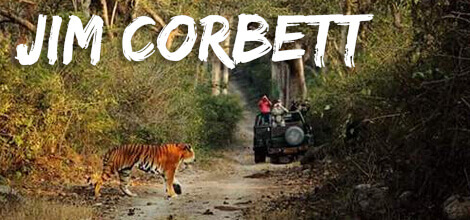 Team Building and Team Outing in Jim Corbett
